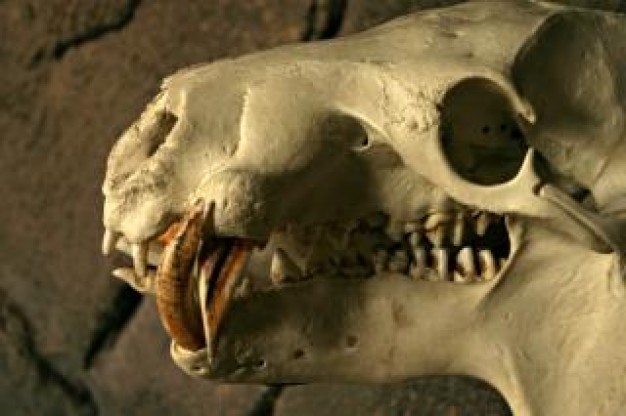 Spain animal Skeleton skull skeleton about Czech Republic Archaeology